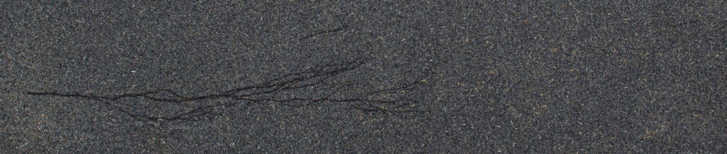 Superbio's-Compostboard Black with Branch