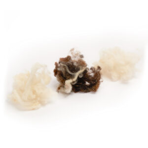 HollandsWol_superbios